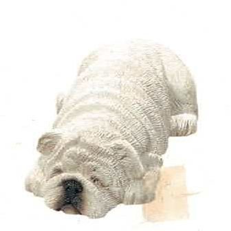 Bulldog white (Bully)