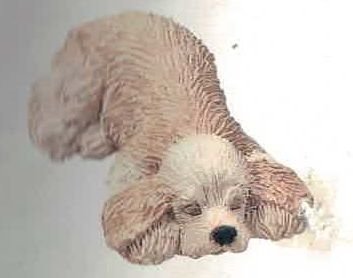 Cocker Spaniel Buff