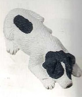 Jack Russel Terrier Rough white/black