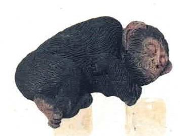Chimpanzee