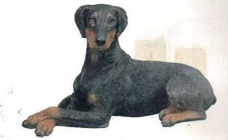Doberman Pinscher Black UC ll
