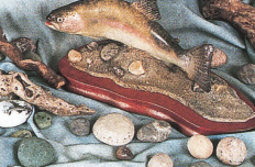 Brown Trout Swimming Wildtrack 