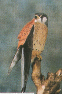 Kestrel Preening Wildtrack 