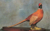 Pheasant NO 2 Wildtrack 